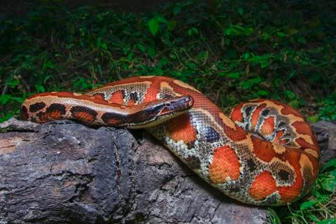 Close up Sumatran Red Blood Python / Python curtus brongersmai Stock Photos