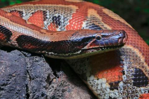 Close up Sumatran Red Blood Python / Python curtus brongersmai Stock Photos