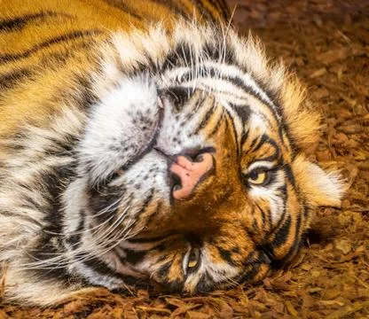 Close-up of a Sumatran tiger lying upside down Foto stock