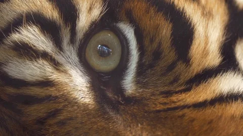 Close up of Sumatran tiger's eye Stock Footage 74224391