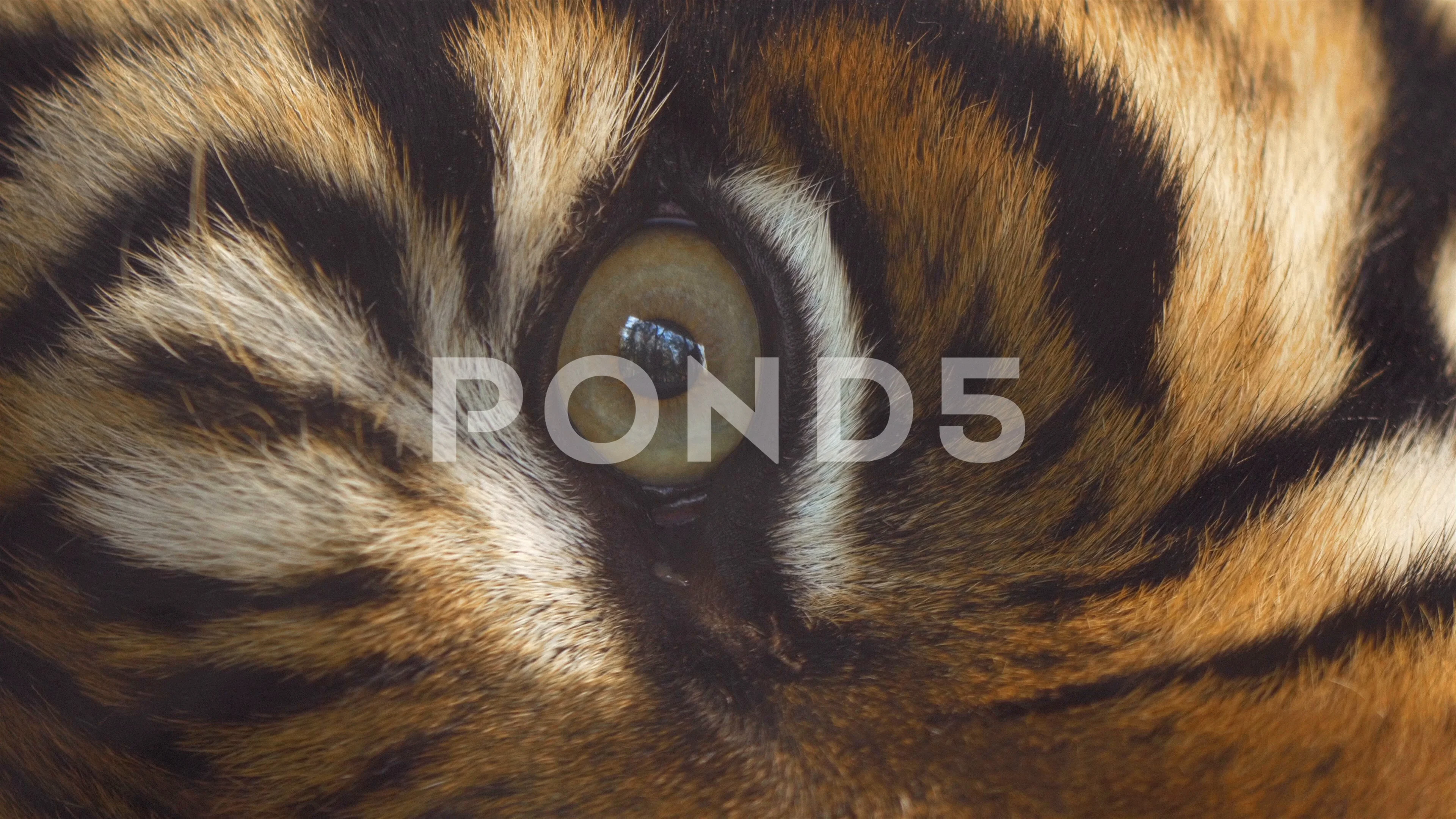 Close Up Of Sumatran Tiger S Eye Hi Res Video 74224391