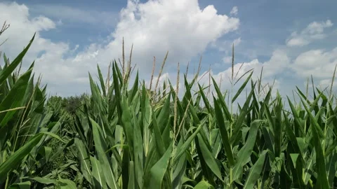 Close up on the summer corn Stock Footage 309149291