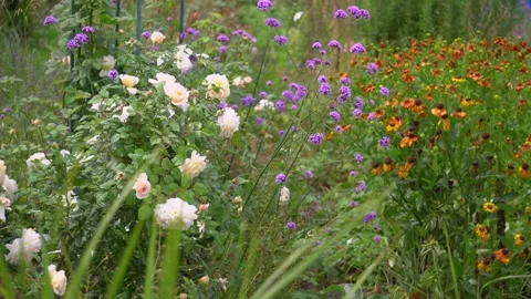 Close up of summer garden after rain. White rose blooms by helenium and verbena Stock Footage 282275257
