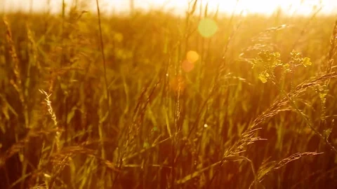 Close up summer grass on sunset meadow Stock Footage 76364818