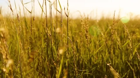 Close up summer grass on sunset meadow Video stock 76365298