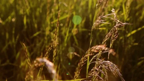 Close up summer grass on sunset meadow Stock Footage 76365743