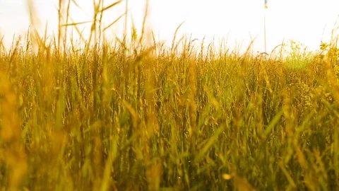 Close up summer grass on sunset meadow Stock Footage 76366635