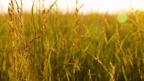 Close up summer grass on sunset meadow Stock Footage 76367639