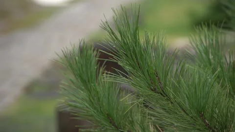 Close up of summer pine branch in raindrops on out of focus background Stock Footage 163257864