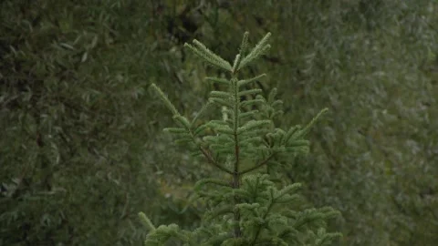 Close up of summer pine top on out of focus willows background in wind Stock Footage 163257862