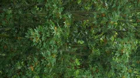 Close Summer Rain in Forest in vertical Format Stock Footage 158647709