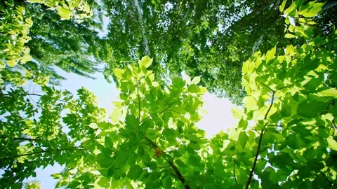 The close-up of summer sunlight passing through the leaves. 스톡 동영상 293285654