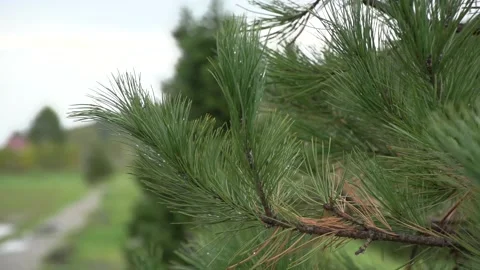 Close up of summer windy pine branch in raindrops on out of focus background Stock Footage 163257867
