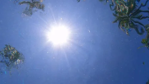 Close up of sun and palms reflecting on water in a swimming pool. Stock Footage 154633411