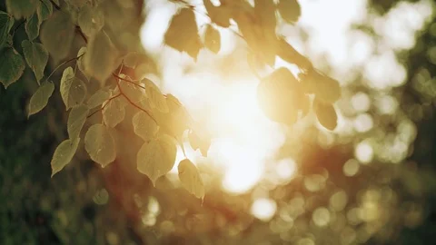 Close up. sun beams through the birch leaves and branches Video stock 122602978