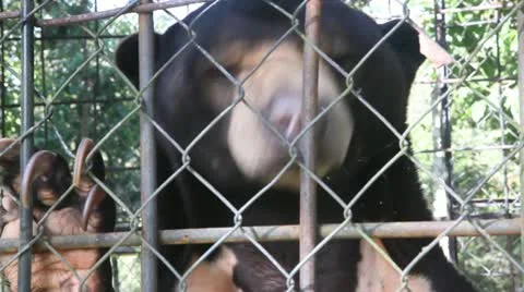 Close up of sun bear in a cage Stock Footage 12449371
