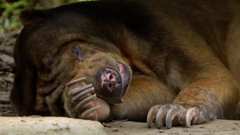 Close-up of Sun Bear sleeping in the forest between rocks and trees at zoo-Dan Stock Footage 97748066