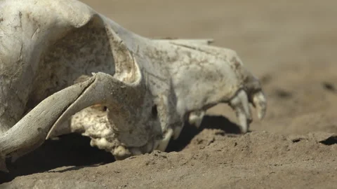 Close Up Of Sun Bleached Animal Skull On Dry Cracked Ground, Slow Push In Stock Footage 340489023