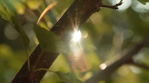 Close Up of Sun Comes Out behind Brown Branch with Green Leaves in the Nature Видео 129332715