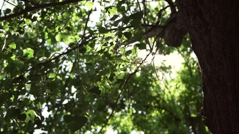 Close up of the sun coming through the foliage of the tree in slow motion. S Видео 280121560