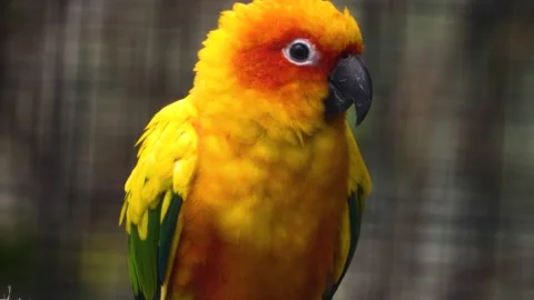Close up of a sun conure parrot Stock Footage 135521863