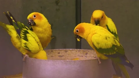 Close up of sun conure parrots 스톡 동영상 139119894