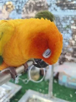 Close‑up of a Sun Conure Fotos Stock