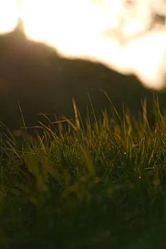 Close-up sun-cut grass Fotos de archivo