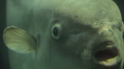 Close up sun fish Stock Footage 231834645