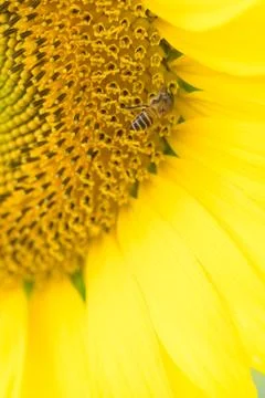 Close up sun flower with bee Stock Photos