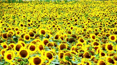 Close-up sun flower field Stock Footage 52147742