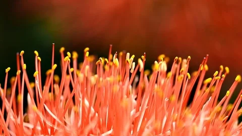 Close up sun flower Stock Footage 90067860