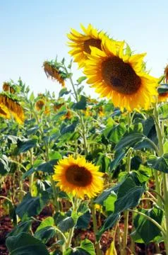 Close-up of sun flower Stock Photos