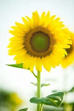Close up of sun flower Stock Photos