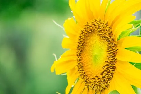 Close up sun flower Stock Photos