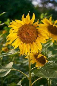 Close Up Of Sun Flower. Foto stock