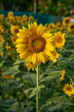 Close Up Of Sun Flower. Stock Photos
