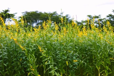 Close up Sun Hemp Field Stock Photos