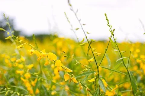 Close up Sun Hemp Field Stock Photos