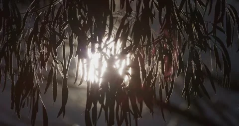Close Up Of Sun Hidden The Tree Leaves, 8K Stock Footage 333504176
