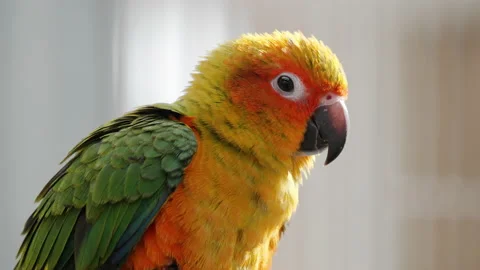 Close up of sun parakeet (Aratinga Solstitialis) flipping wings and yells 스톡 동영상 223279139