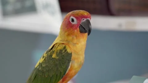 Close up of Sun Parakeet Aratinga Solstitialis flipping wings yells opening beak Stock Footage 280406931