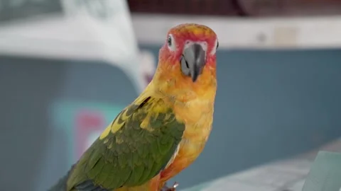 Close up Sun Parakeet Aratinga Solstitialis flipping wings yells opening beak Stock Footage 280406935