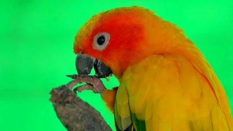 Close-up of sun parakeet cleaning its feet. Bright colored parrot itching itself Video stock 93535494