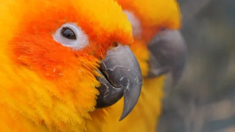Close up of sun parakeet Video stock 124026185