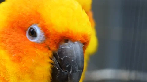Close up of sun parakeet Stock Footage 124026394