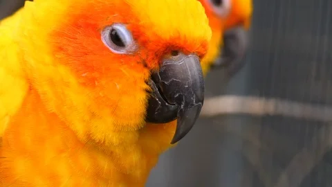 Close up of sun parakeet Stockbeeldmateriaal 124026458