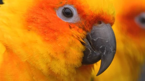 Close up of sun parakeet 库存影片 124026587