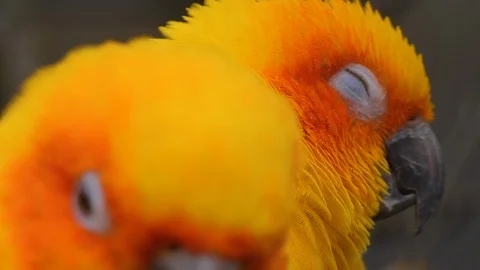 Close up of sun parakeet 库存影片 124026697
