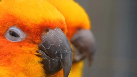 Close up of sun parakeet Video stock 124026881